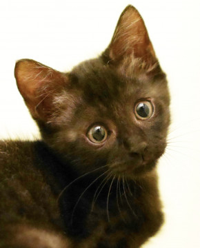 2ヶ月黒猫君!フワフワの甘えん坊