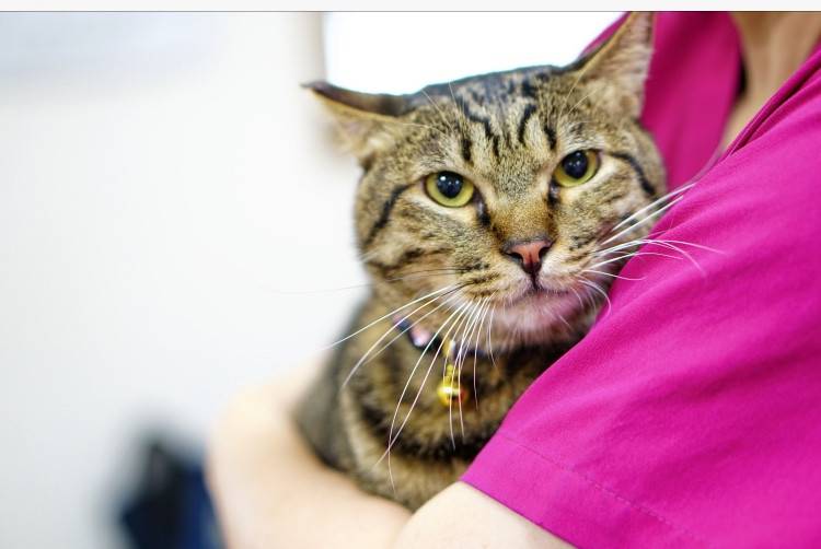 大阪府の猫の里親募集 八尾市 ネコジルシ 大阪府の猫の里親募集 八尾市 ネコジルシ