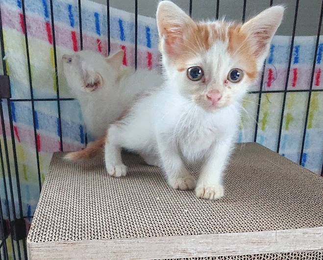 福島県の猫の里親募集 郡山市 ネコジルシ