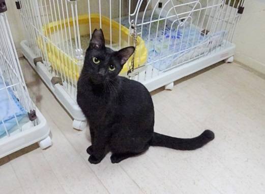 京都府の猫の里親募集 - 成猫 - ネコジルシ