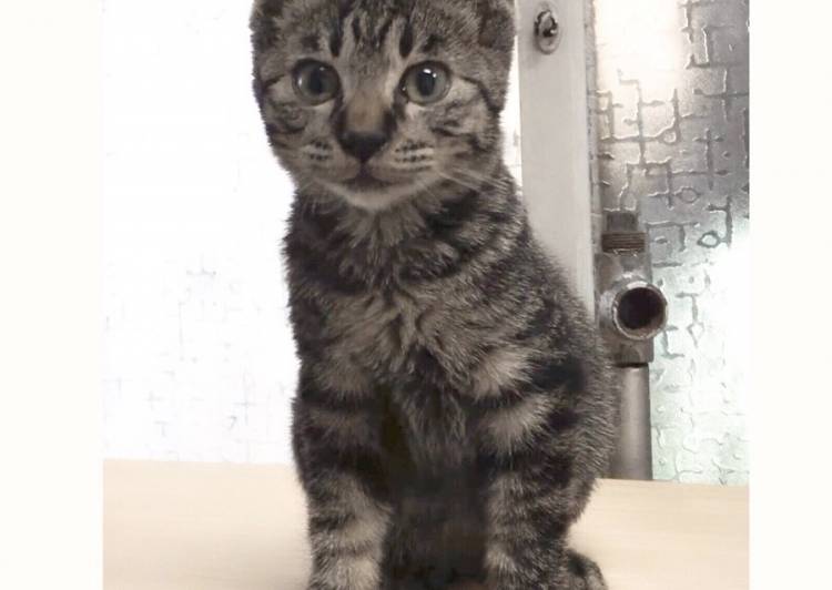 青森県の猫の里親募集 - ネコジルシ