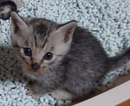 可愛いメス猫
