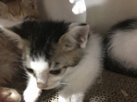 おだやかキジ白