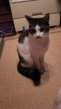 おっとりおだやかなしおん
