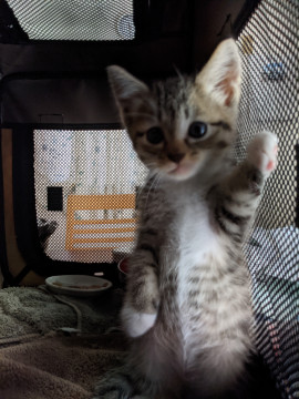 生後1ヶ月位のメス猫ちゃん