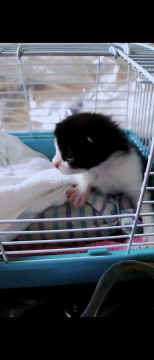 野良猫の仔猫