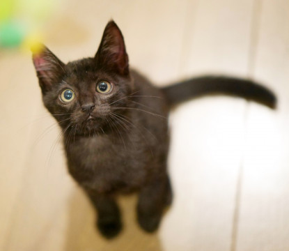 リアルすぎるジジ!スリムな黒猫王子2ヶ月