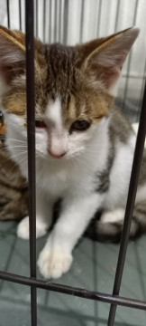 人馴れしている子猫