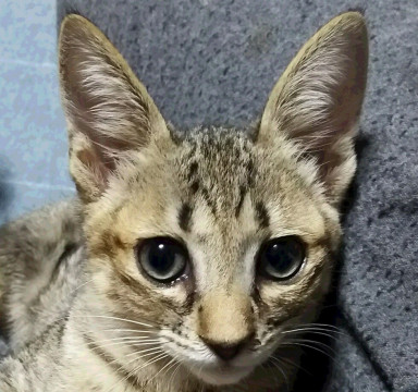 ジャッカルお耳のカッコイイ男の子