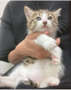 キジ白男子