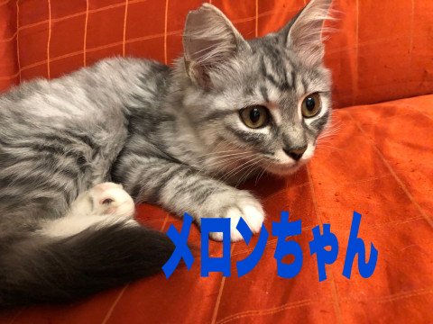 長毛兄妹メロン&レモン