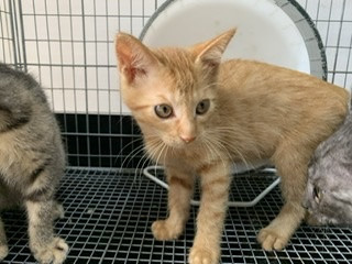 生後2ヶ月子猫里親募集