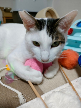 やんちゃな甘えん坊男子　ぶんた♂