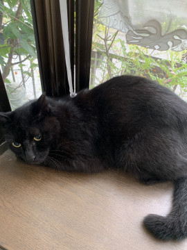 大きな黒猫ボーイ君!超甘えん坊(*´ω`