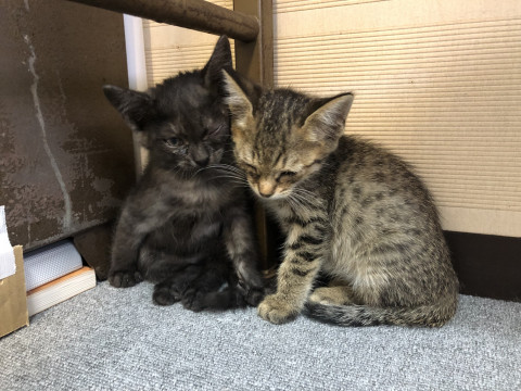 キジと灰色の仲良し兄弟です。