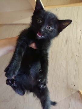 黒に近い小さい方のキジトラくん