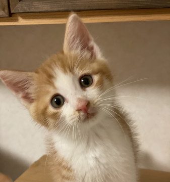 おっとりどんくさい 男の子 家族募集