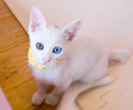 人も猫も大好き♡美しいオッドアイの白猫♡