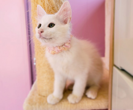 人も猫もお膝も大好き♡フワフワ長毛白猫♡