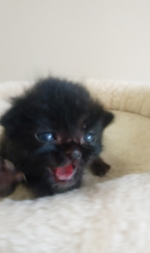 10/1生まれ 元気な黒猫くん