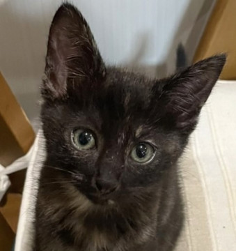 甘えん坊のお膝猫の女の子