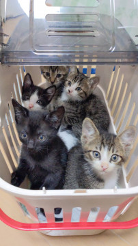 可愛い仔猫 エム君ピイ君
