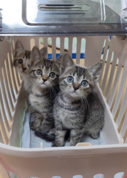 可愛い仔猫キジトラアールちゃんだけ募集中