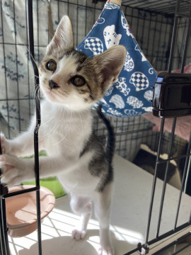 美猫サバ白ちゃん♪