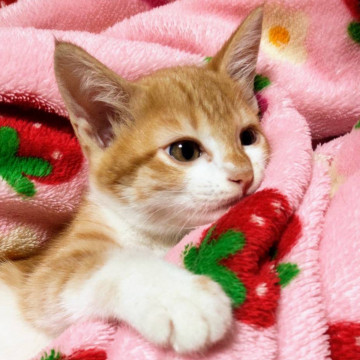 美猫のチャ白男の子