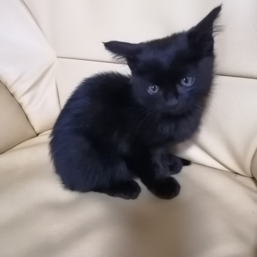 美猫