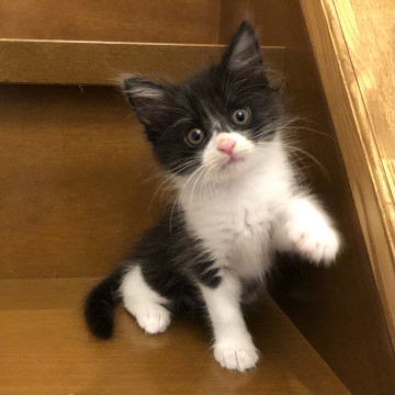 ふわふわ毛並みのハチワレ子猫
