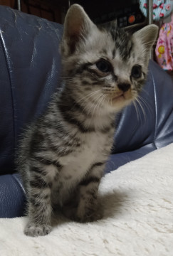 急募!可愛いオス猫です