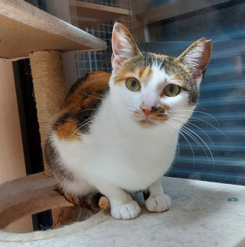 美人の正統派三毛猫ちゃん