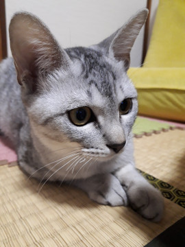 アメショっぽい柄の男の子