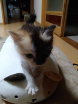 ちびっこミケちゃん
