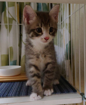 再度募集❗️グレーの子猫です。