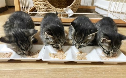 【ちいさ可愛い】生後一ヶ月の子猫里親募集