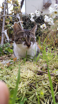 飼い主急逝でてんやわんやだよー③