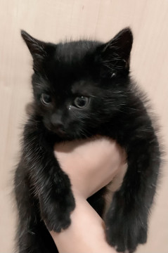黒猫の子猫を保護しました♪