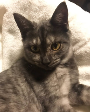 グレーの美猫ちゃん