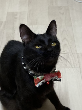 撫で撫で大好きニャンな黒猫ちゃん
