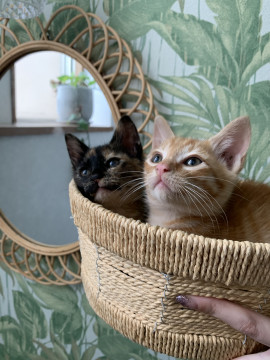 さび猫&茶トラ♡ペアで里親様優先