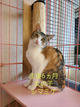綺麗な三毛猫さん