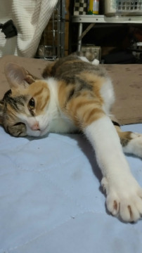 少し控えめな三毛猫ちゃん