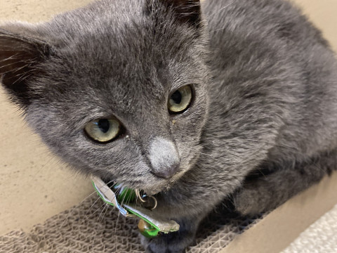 ロシアンブルー色の可愛い子猫3カ月から4
