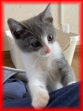 ネコ好きな猫★ケン太2ヶ月