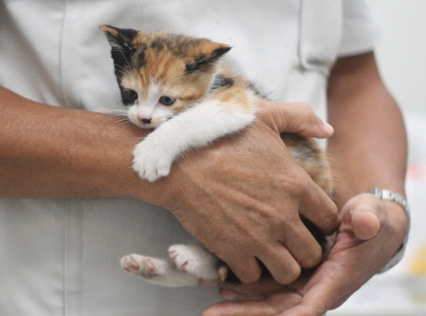 病院保護の姉妹猫(黒&三毛)