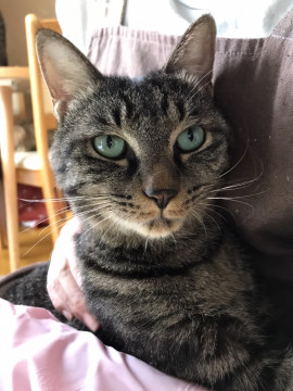 抱っこ大好き　キジ虎ちゃん