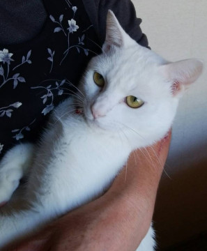 甘えん坊な美猫兄弟♡クルミちゃん