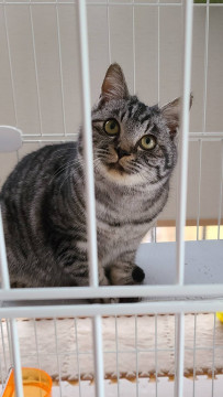 サバトラの男の子！